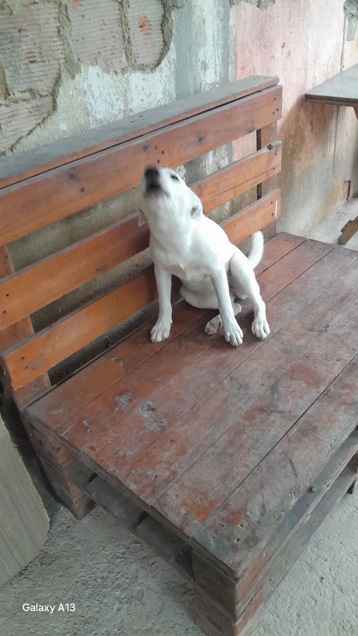 Adoção  - Foto 2
