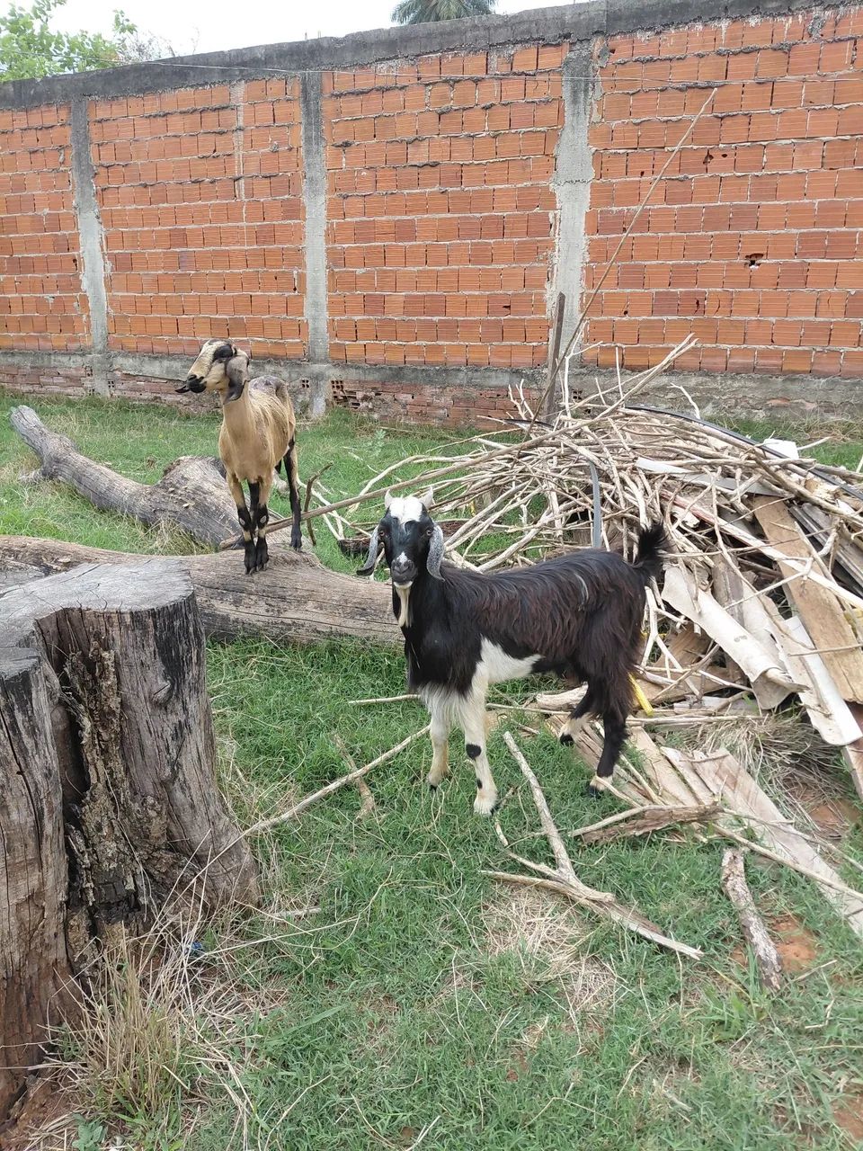 Cabra e boder Z *  - Foto 3