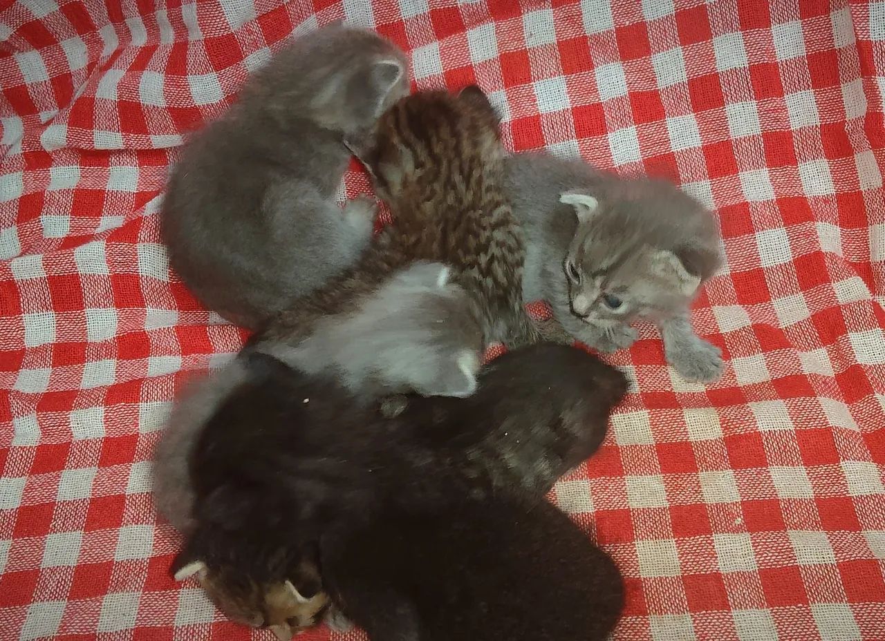 Doação de Gatinhos - Foto 3