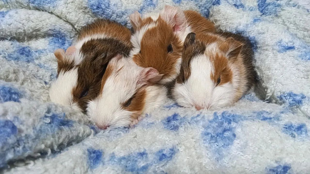 Porquinho da índia filhote 