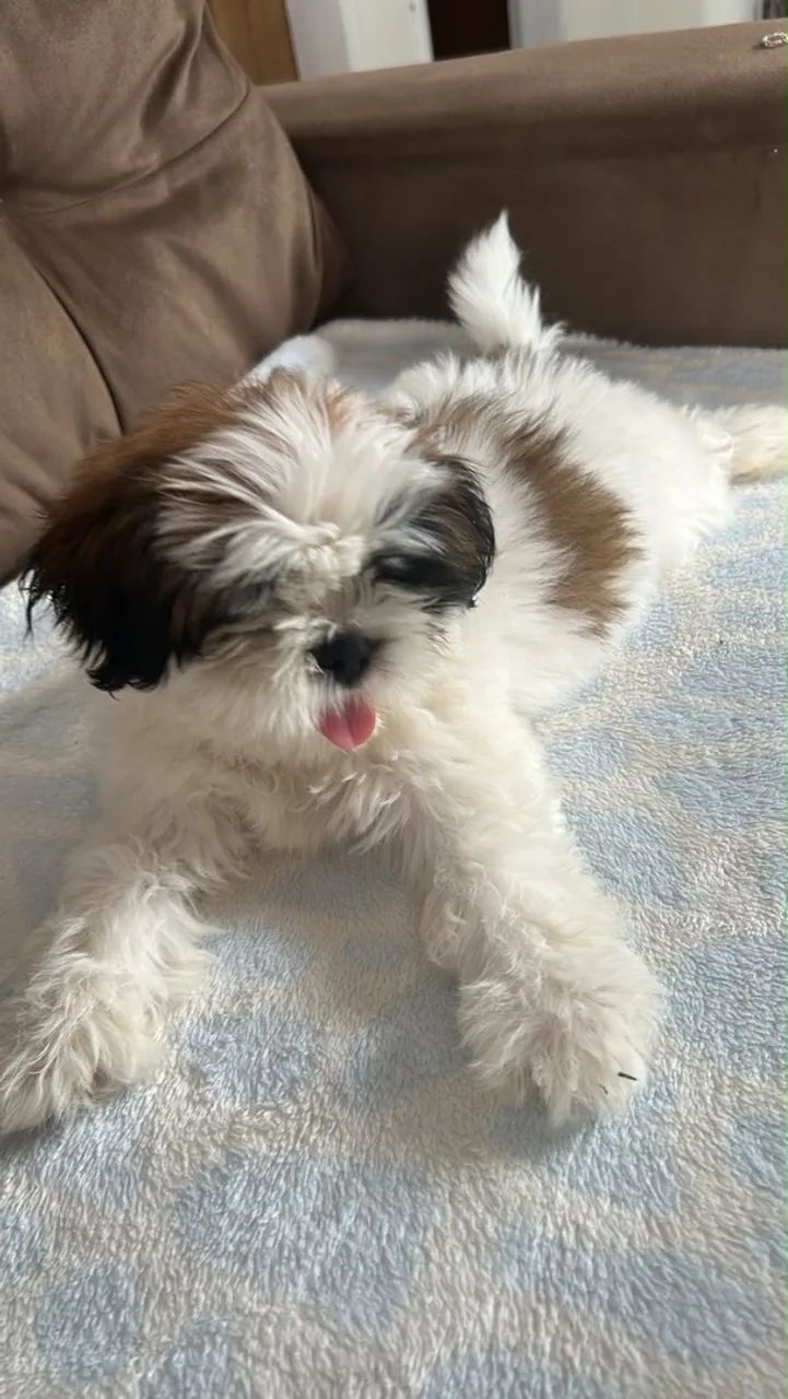 Cachorro Shitzu - Foto 2