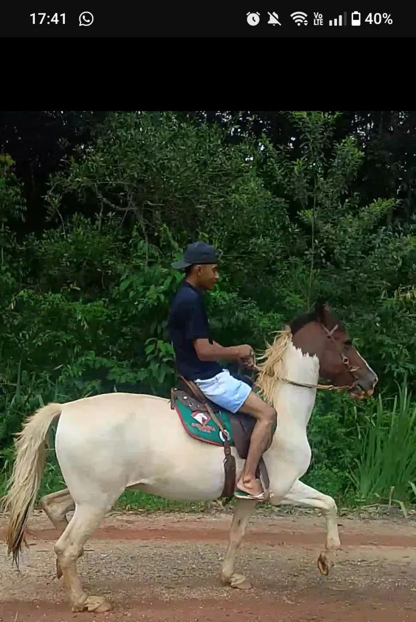 Cavalo manga larga 