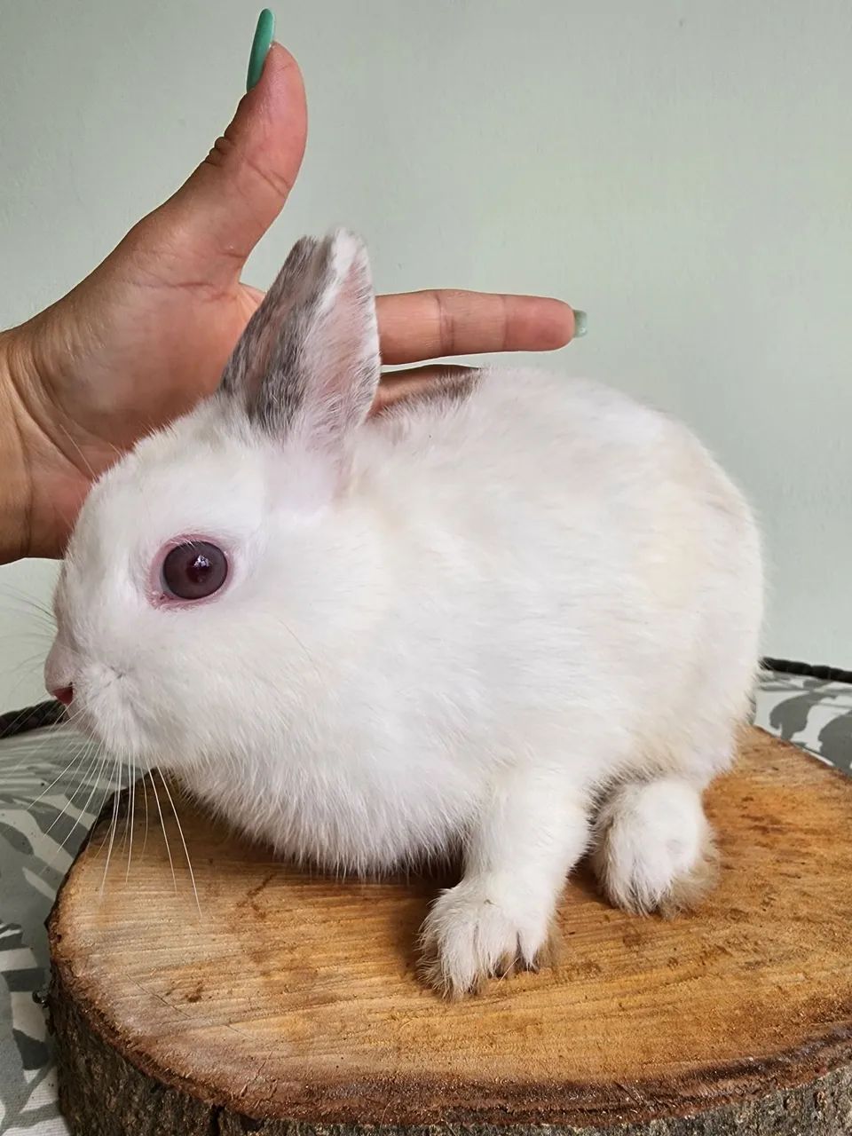 Mini Coelho Anão  - Foto 2