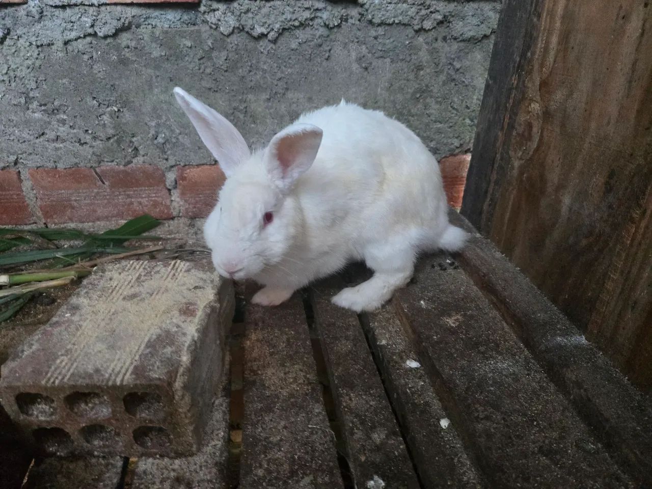 Coelha coberta 