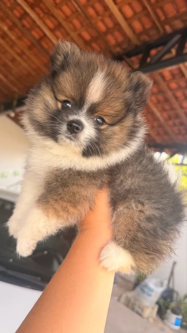 Spitz alemão Anão