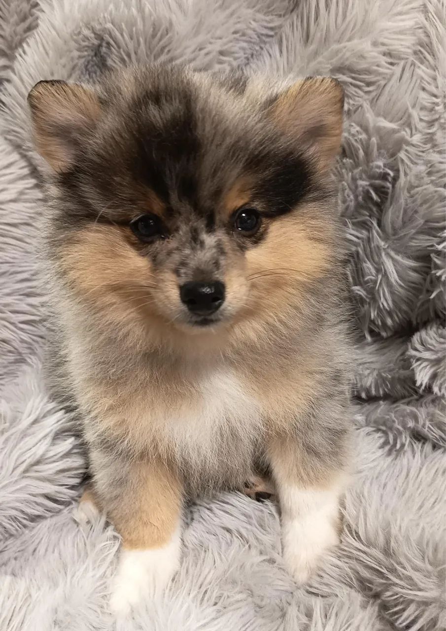 Lulu da Pomerania 