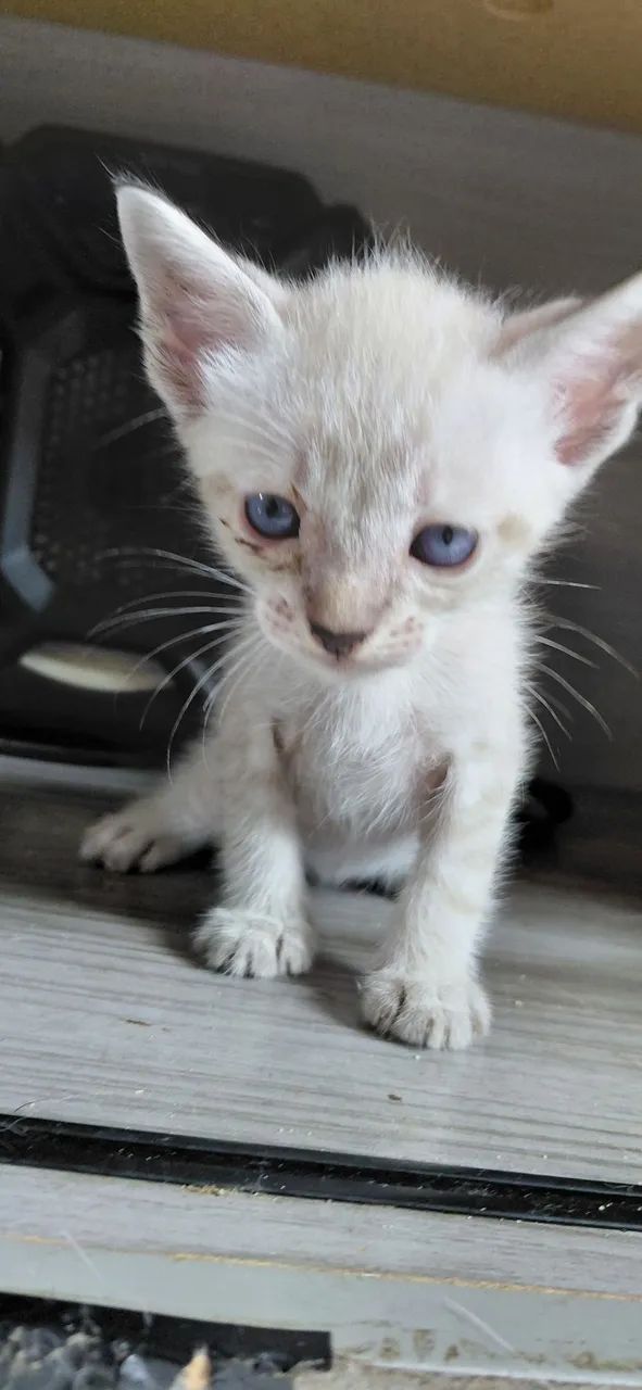 Gatinhos - Foto 2