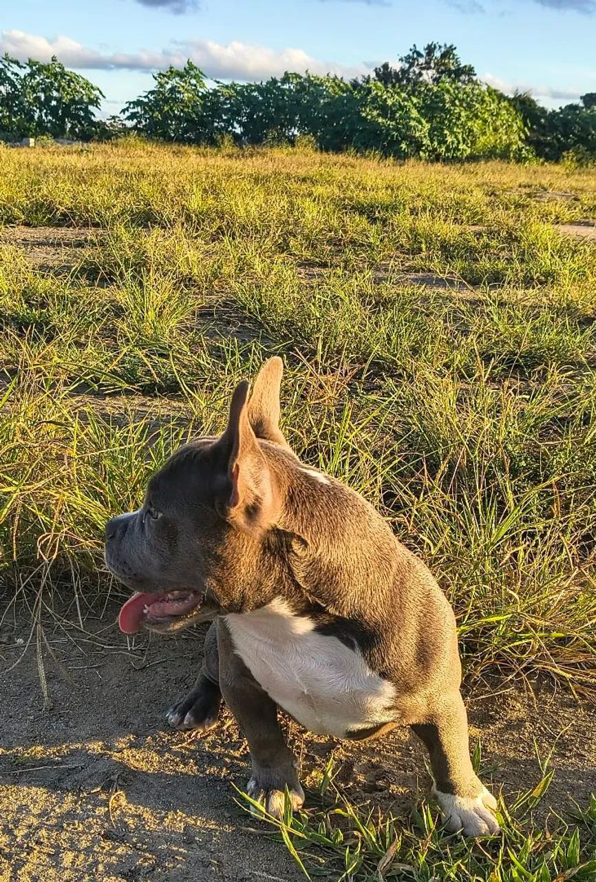 American Bully Micro - Foto 4