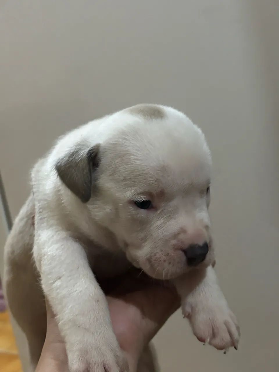 Cachorro 