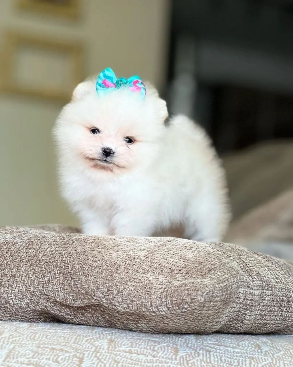 Lulu da Pomerânia baby face  - Foto 3