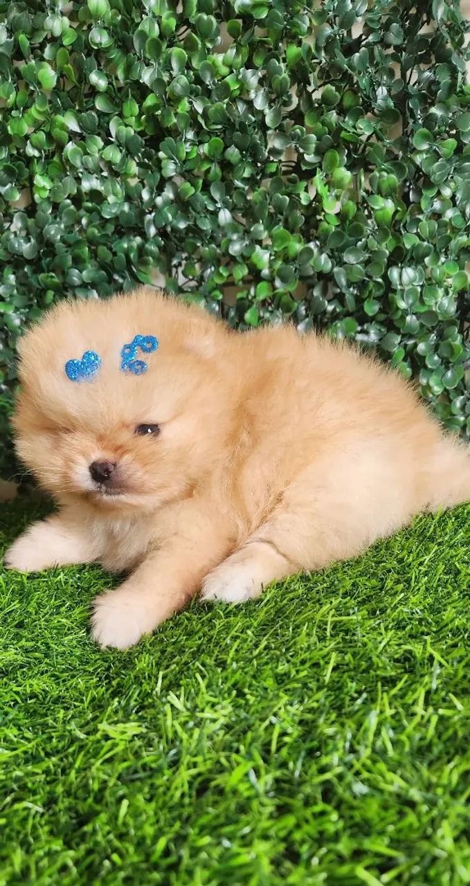 Lulu pomerania.  - Foto 2