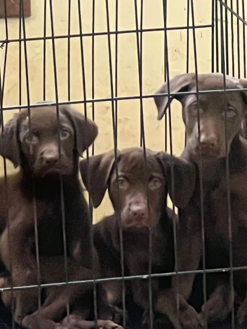 Labrador vacinado 
