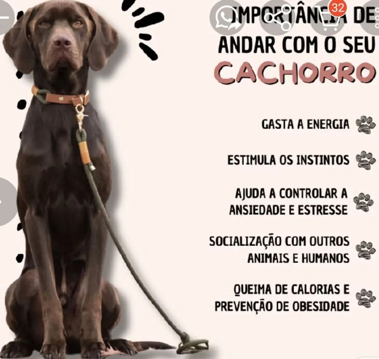 3 guias de passeio e adestramento de pet e um clicker para o reforço positivo