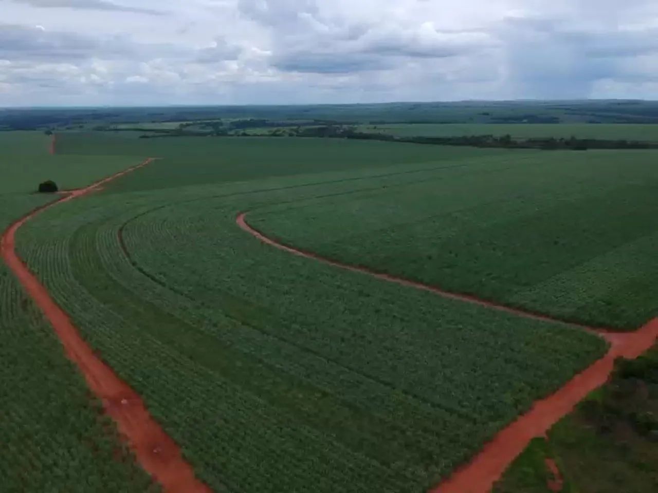 Fazenda com plantação amendoim  - Foto 2