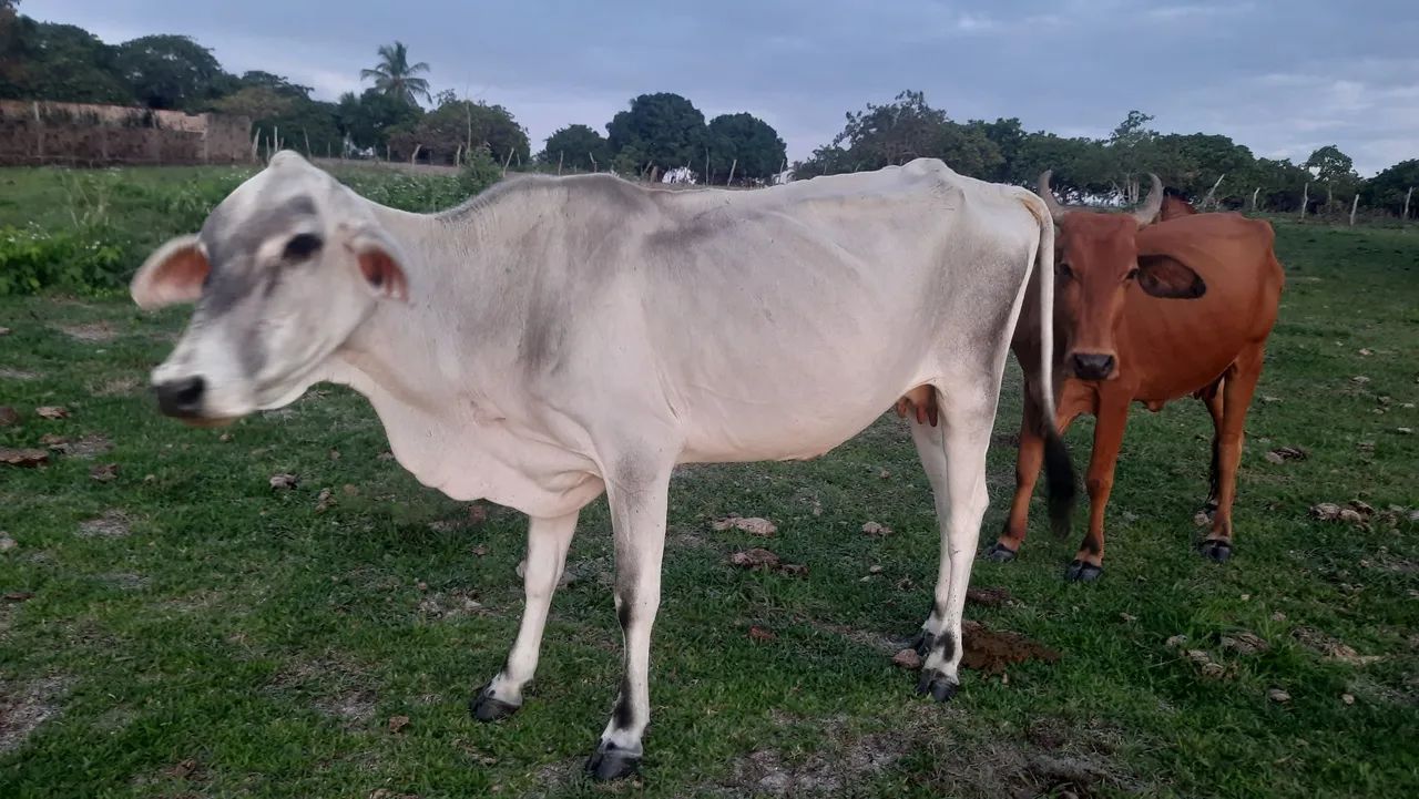 VACA NELORE COM TABAPUÃ PRA VENDER - Foto 3