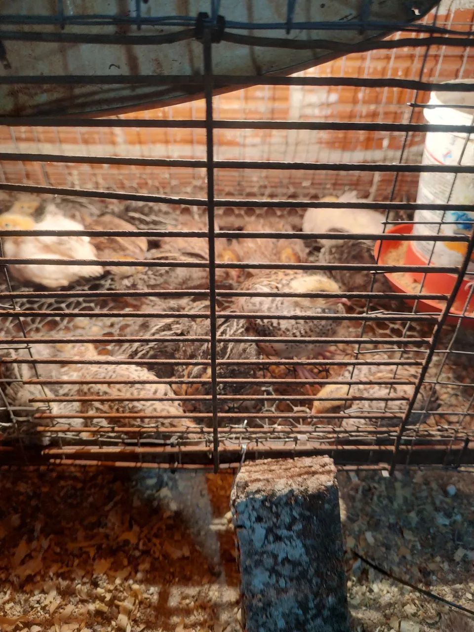 Vende-se codornas  - Foto 4