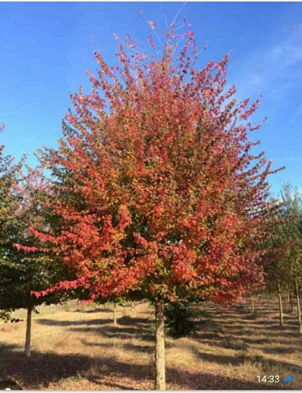 Acer bugerianum 