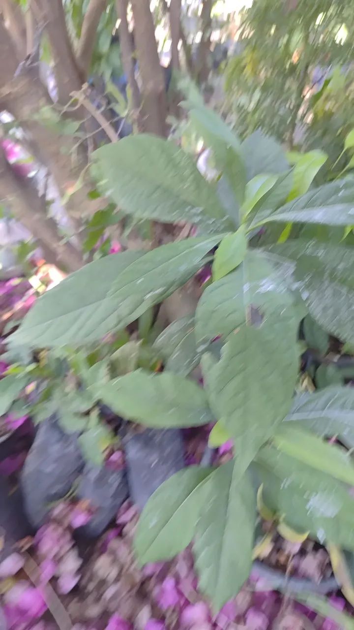 Venda de plantas  - Foto 5