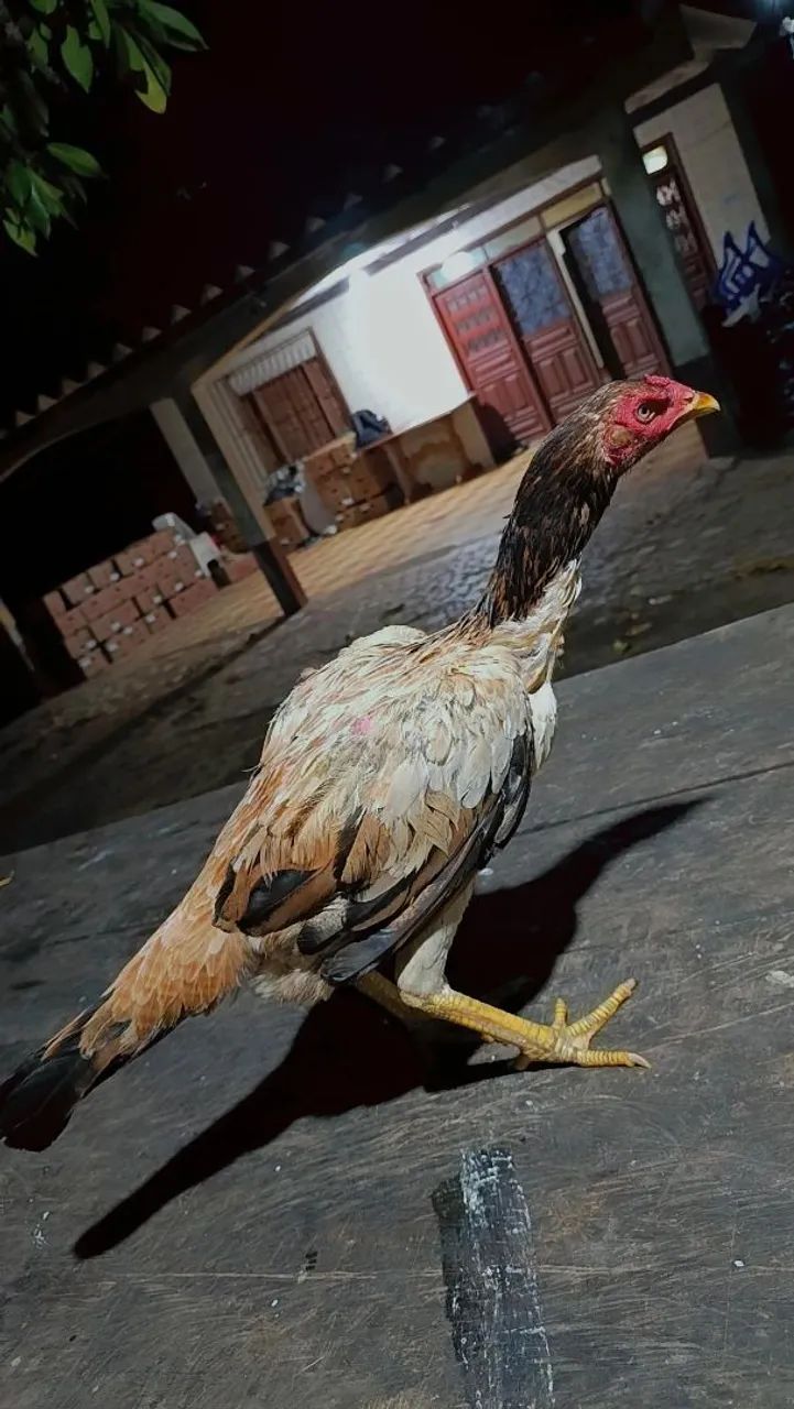 Galinhas indio mura
