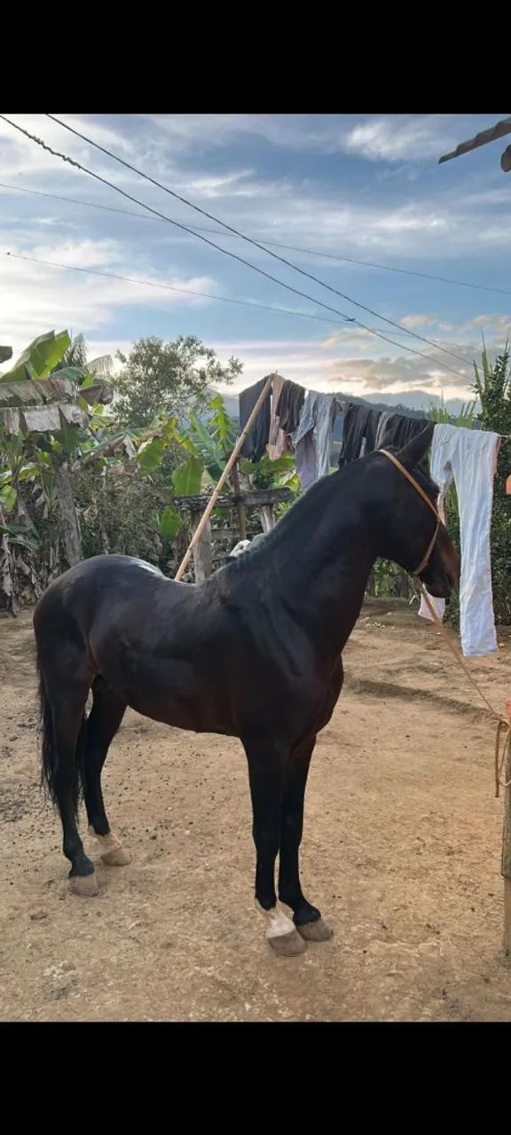 Cavalo Mangalarga marchador  - Foto 3