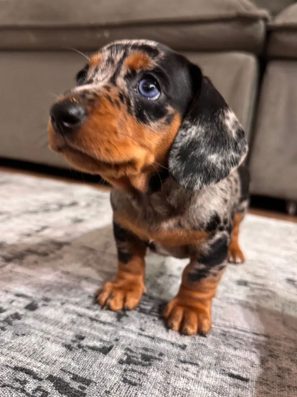 Filhote de Dachshund (salsichinha)  - Foto 3