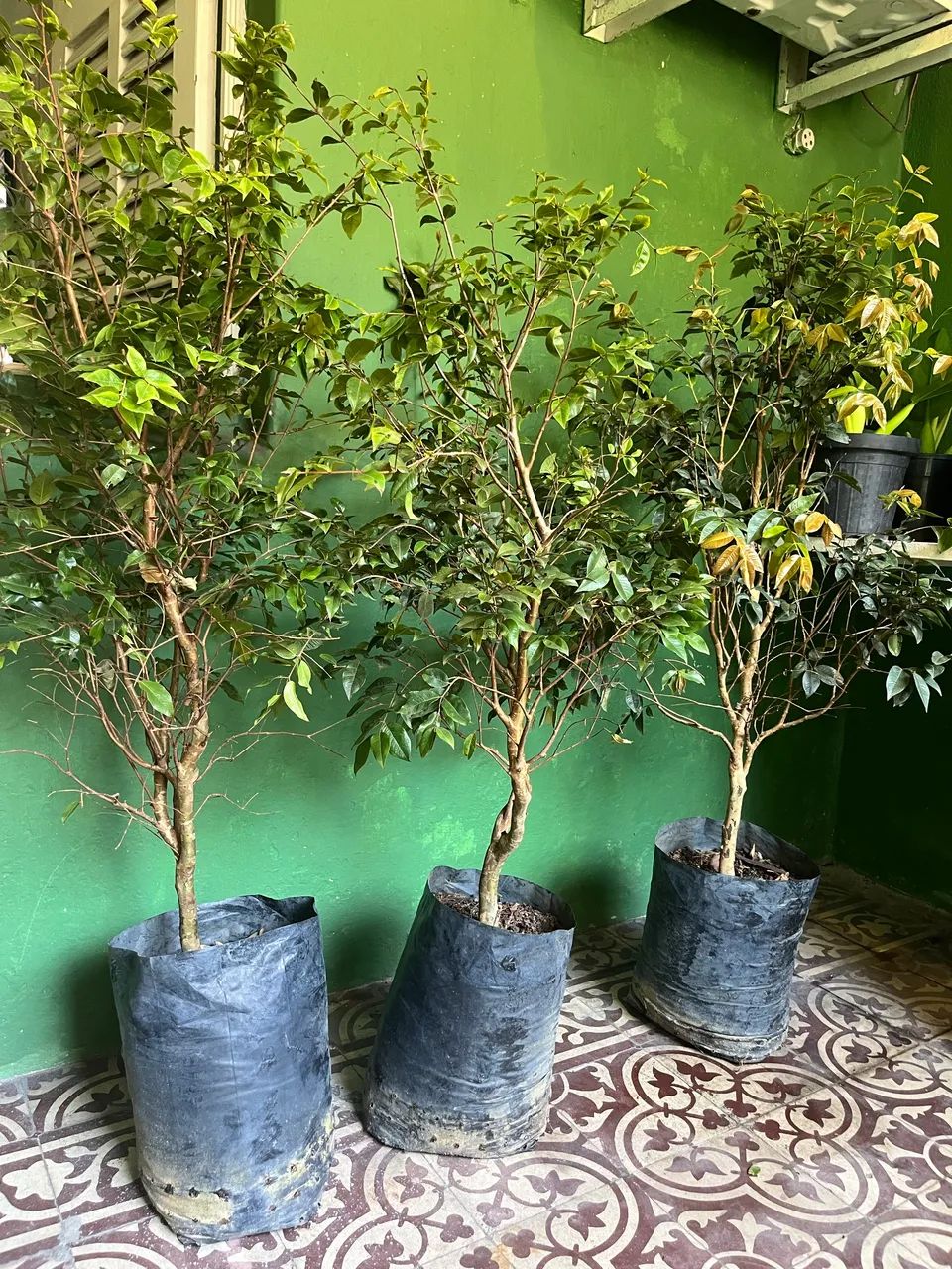 Jaboticaba florando  - Foto 4