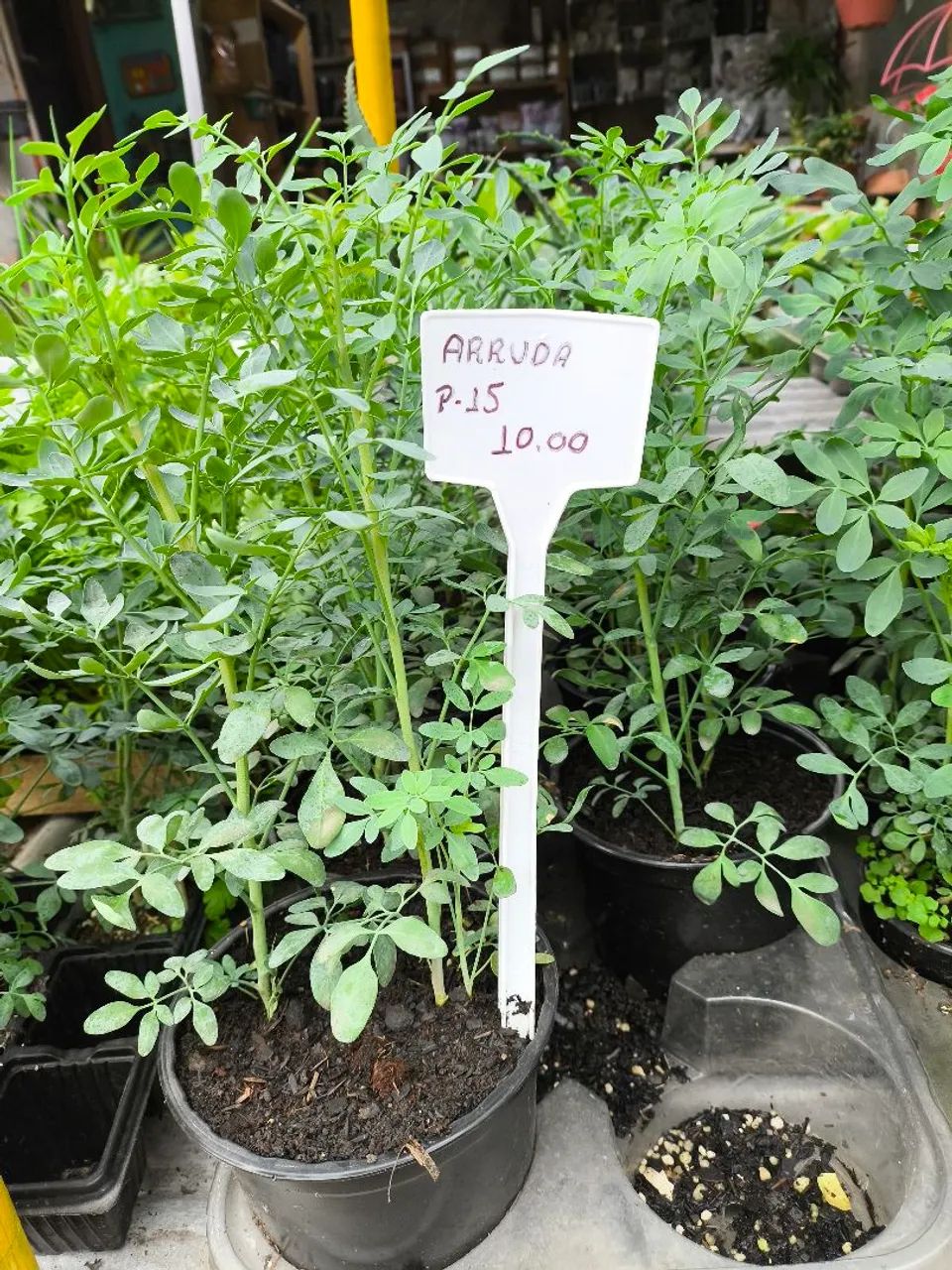 Arruda - Foto 3