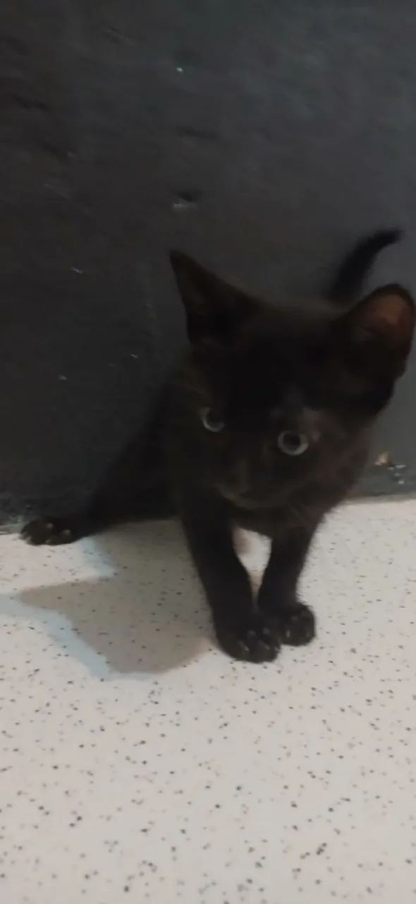 Adoção responsável  - Foto 3