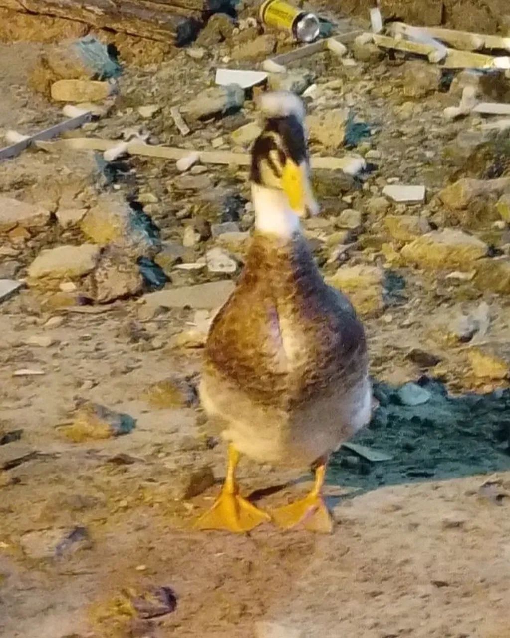 Marreco Macho Rowem de  Pom Pom Gigante no precinho só neste mês do consumidor
