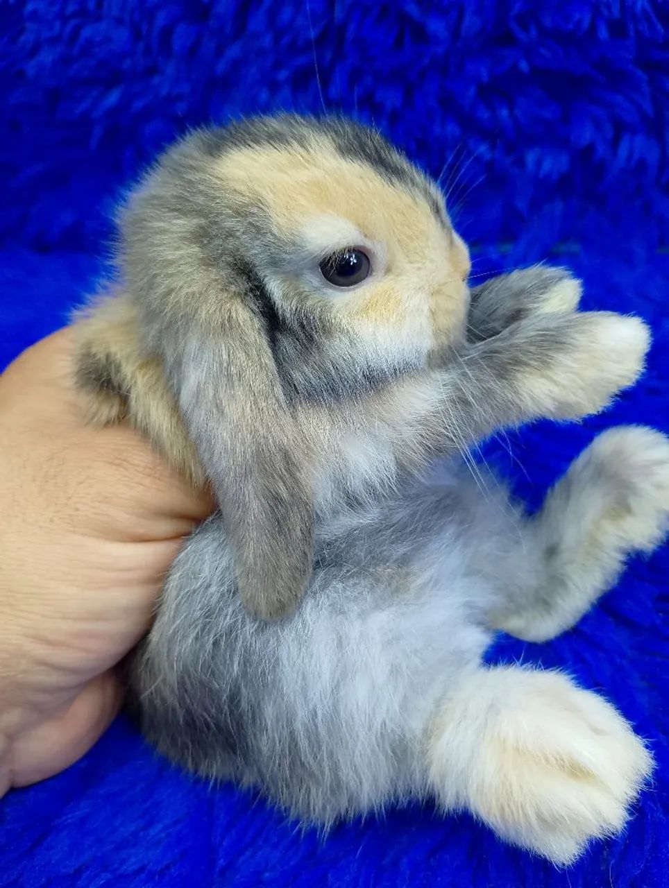 Mini coelho lop Uruguai alerquin  - Foto 5