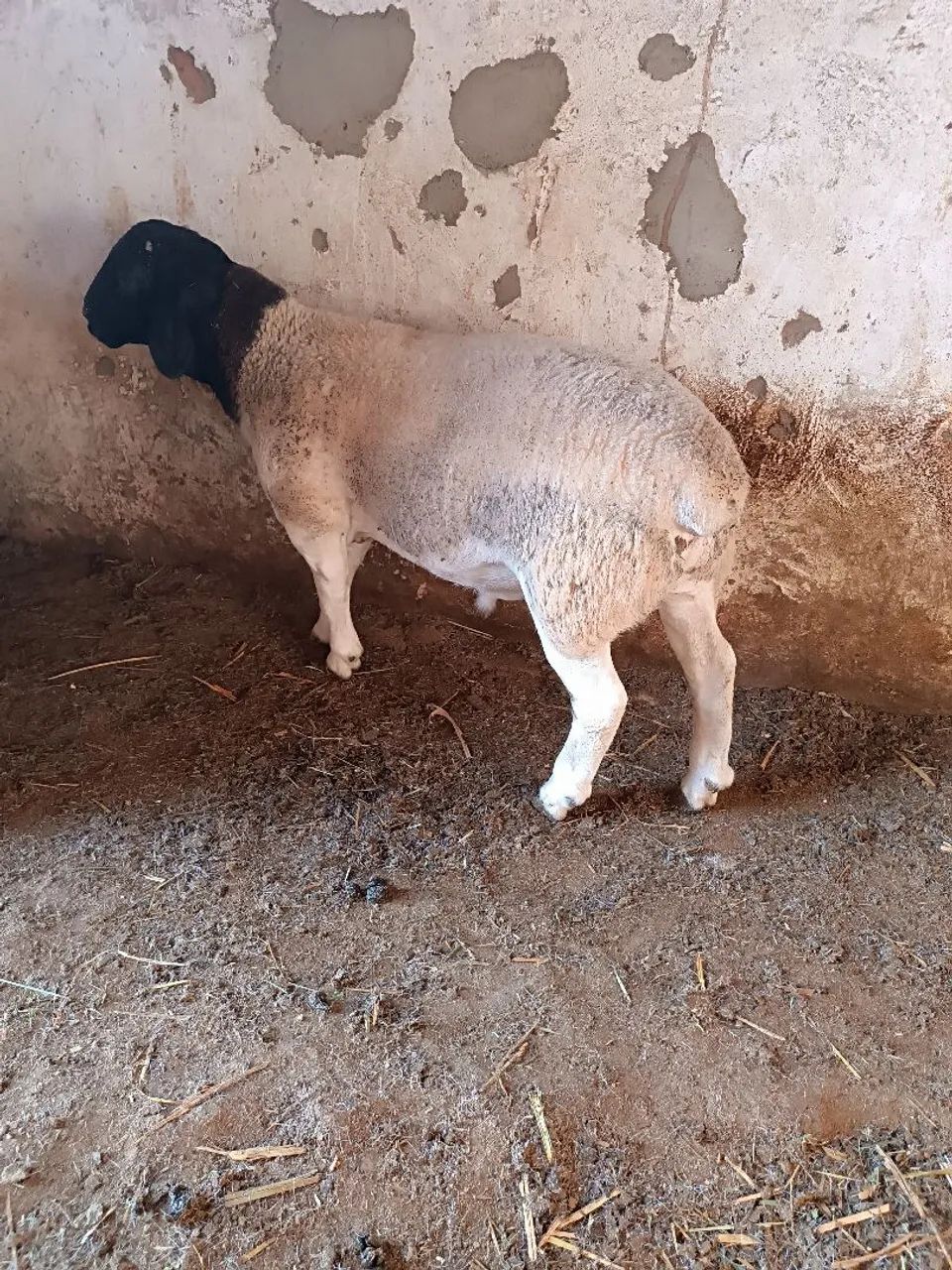 Borrego Dorper 