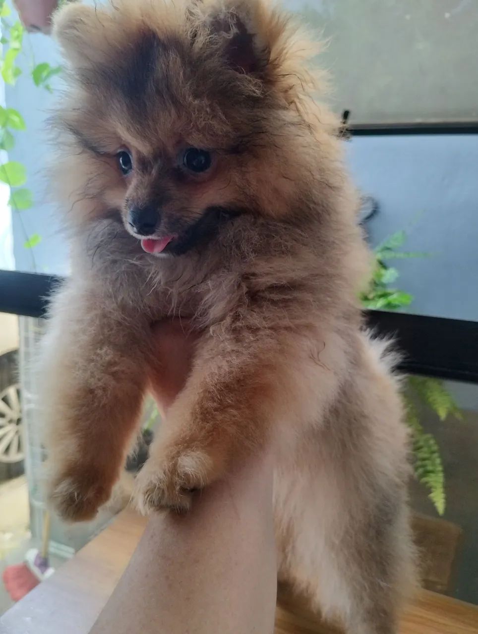 Filhotes de spitz alemão  - Foto 3