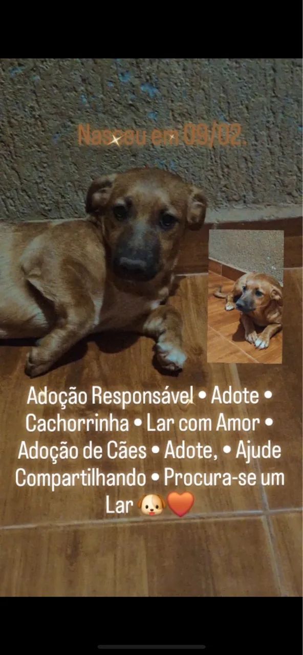 Cachorro  - Foto 2