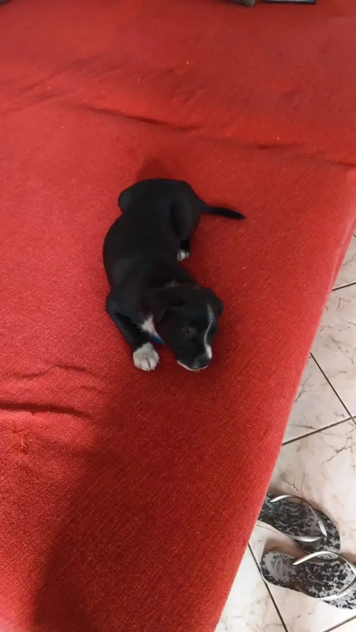 Doa-se uma cachorrinha  - Foto 2