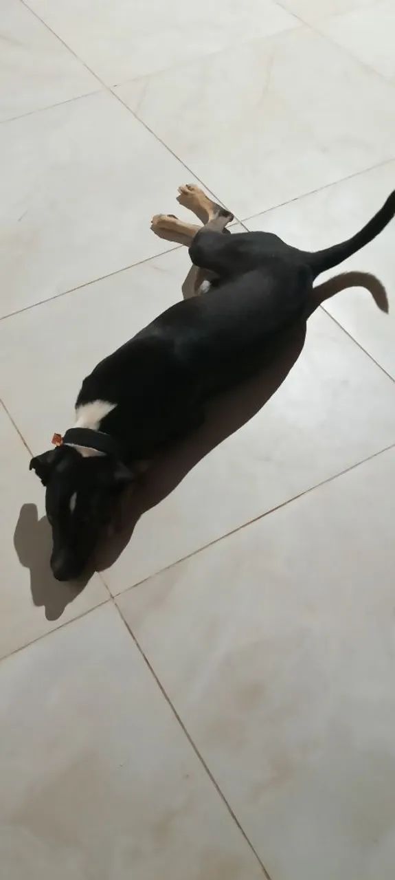 Cachorro 8 meses para doação  - Foto 2