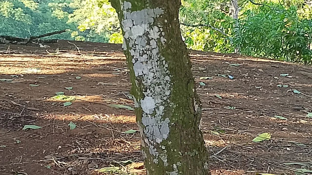 Terreno na aritana 651m/2  35 mil - Foto 5