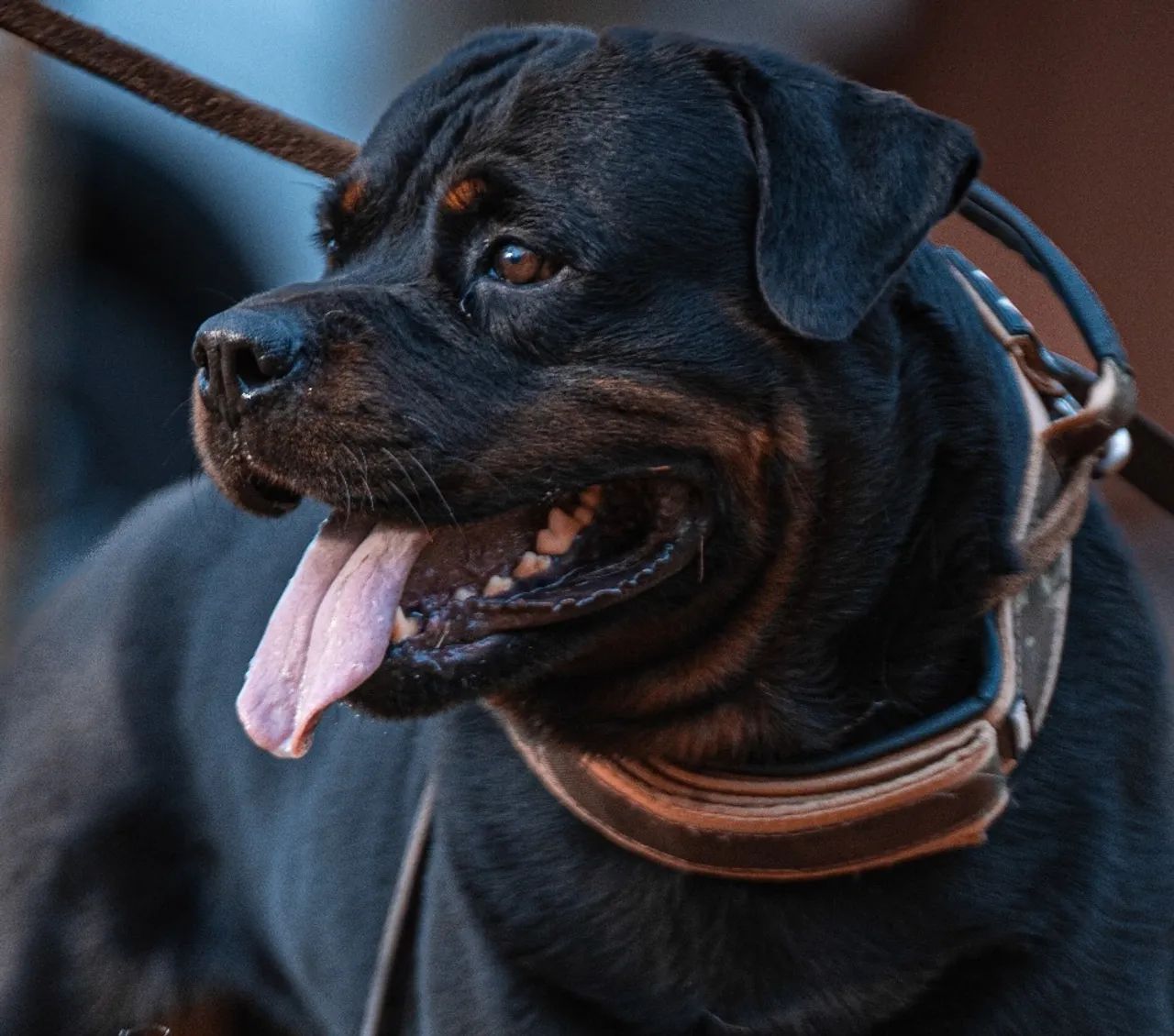 Rottweiler pra cobertura  - Foto 3