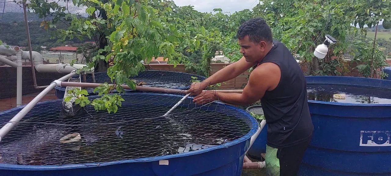 Vendo sistema de criação  de tilapia em caixa dagua e aquaponia - Foto 2