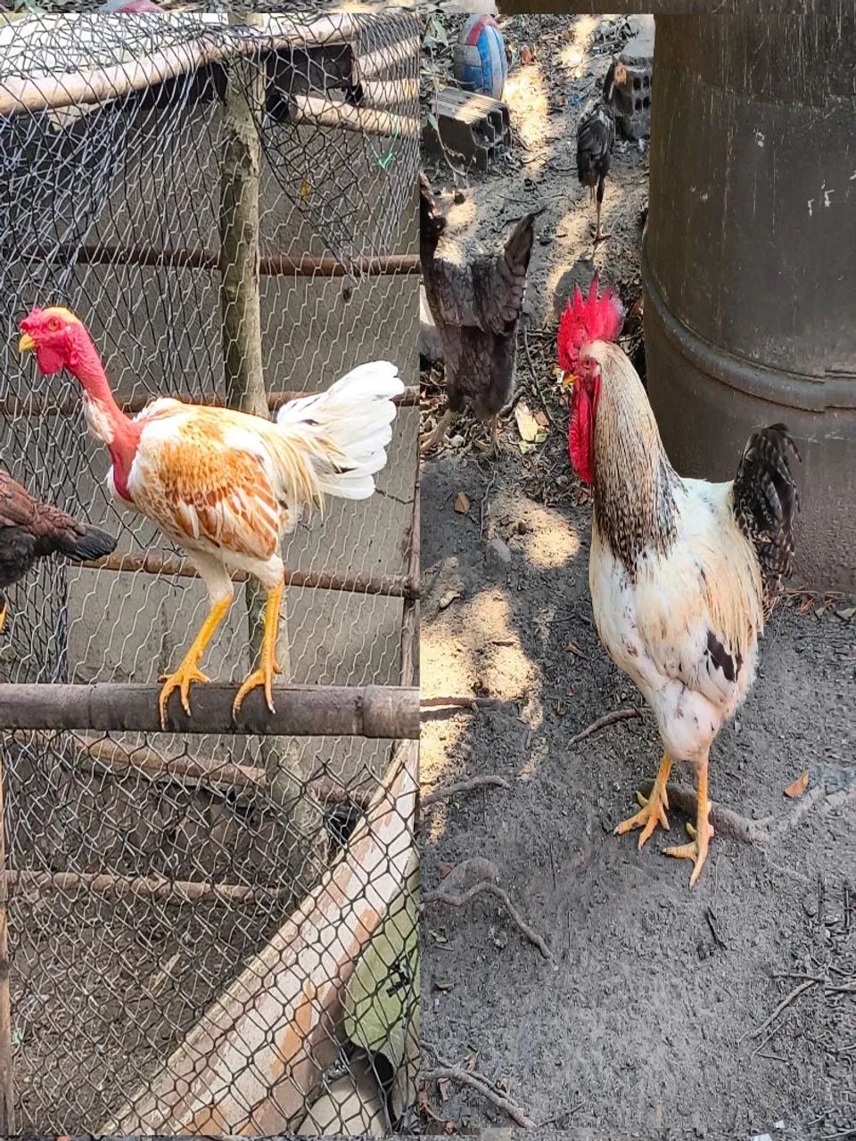 Vende-se dois galos!