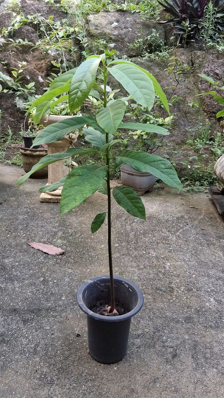 Doação de abacateiro 