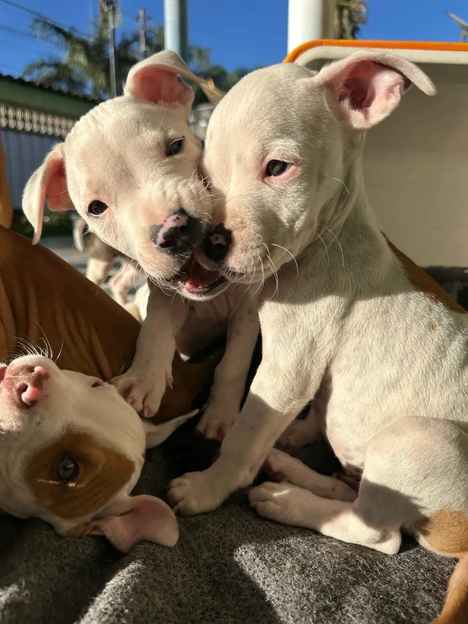 Pitbull  - Foto 3