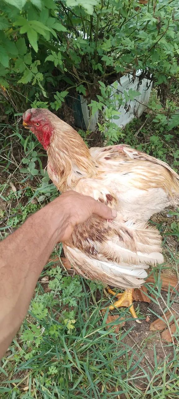 galo bico curto - Foto 4