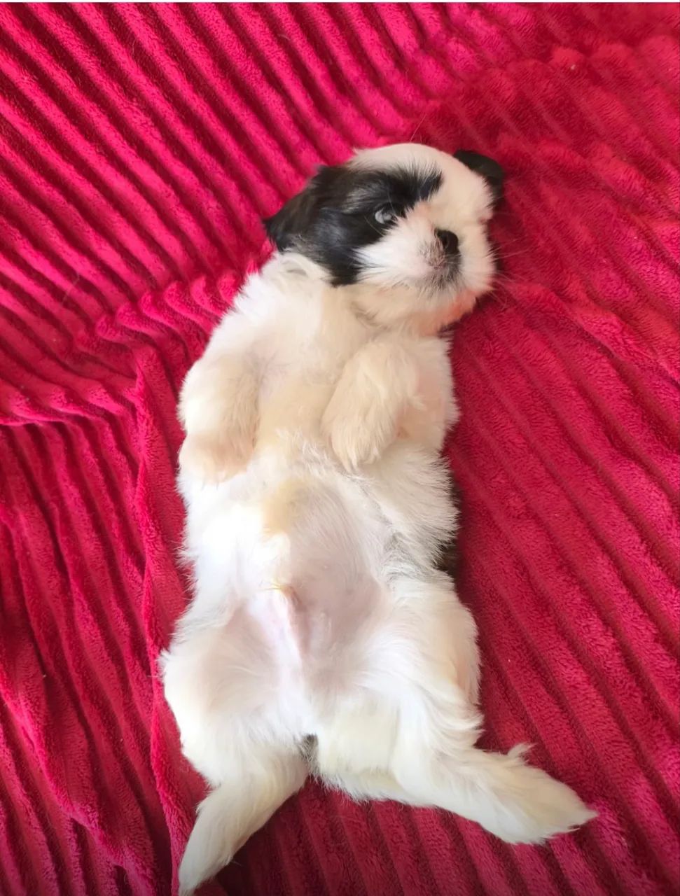 Shih tzu