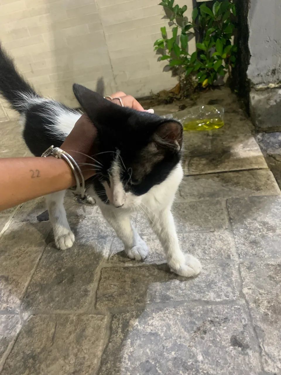 Gatinho frajola para adoção  - Foto 5