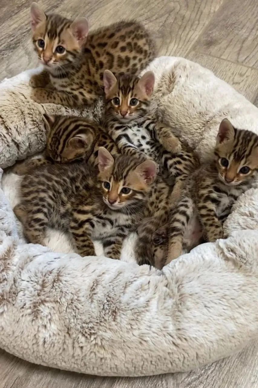 Bengal Filhotes lindos 