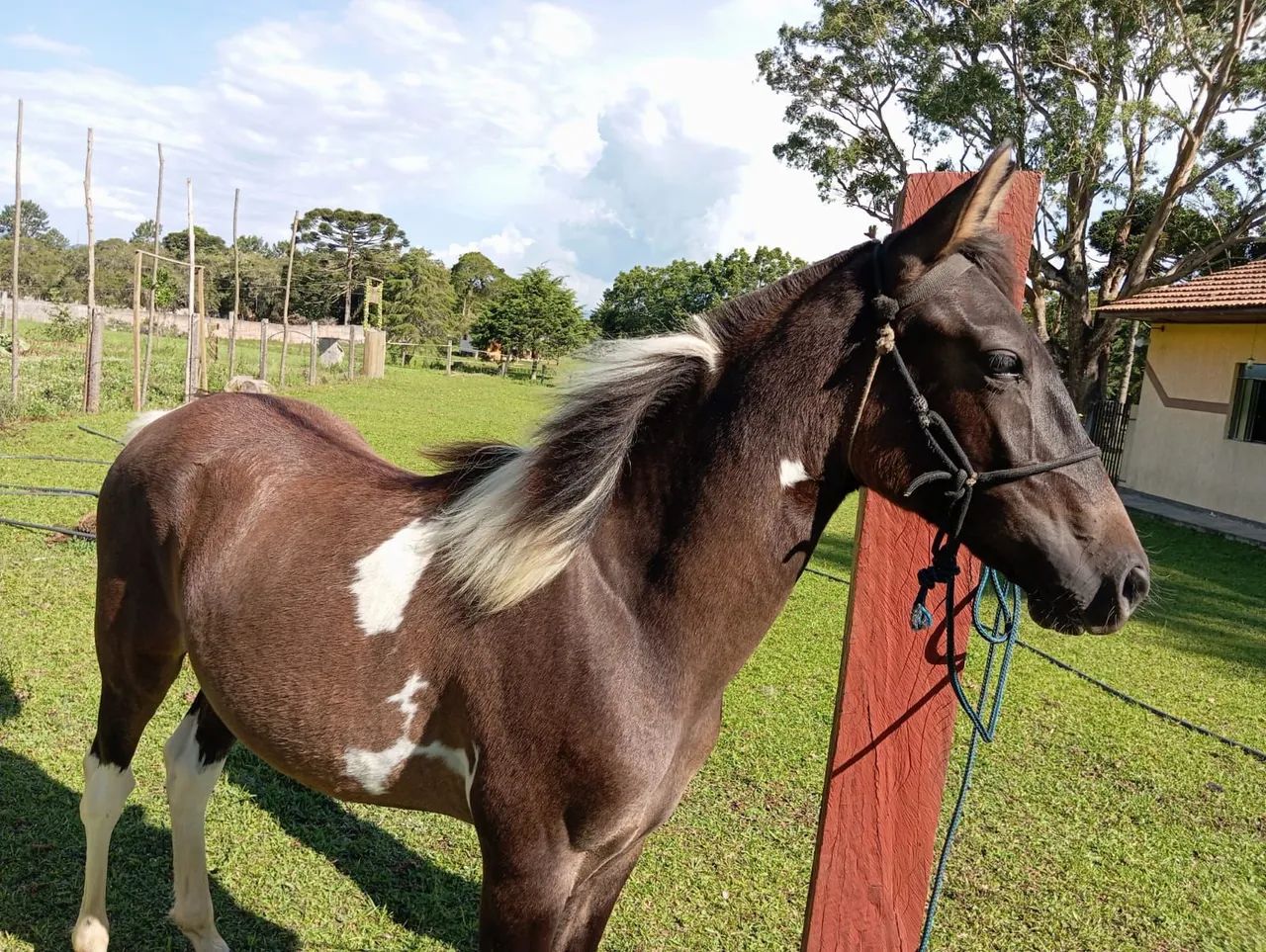 Cavalo Cavalo Mangalarga marchador pampa. - Foto 4