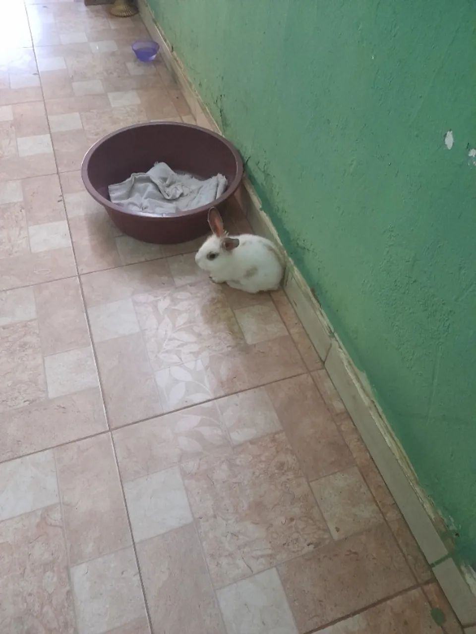 Coelho dócil, tipo mini coelho  - Foto 2