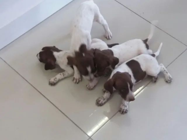 PERDIGUEIRO OTIMOS PARA CAÇA  - Foto 2