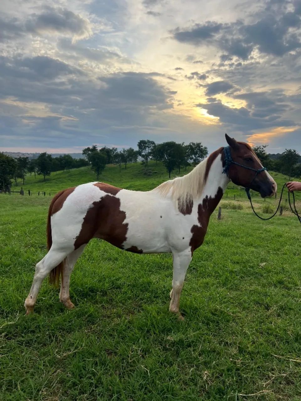 Cavalo 