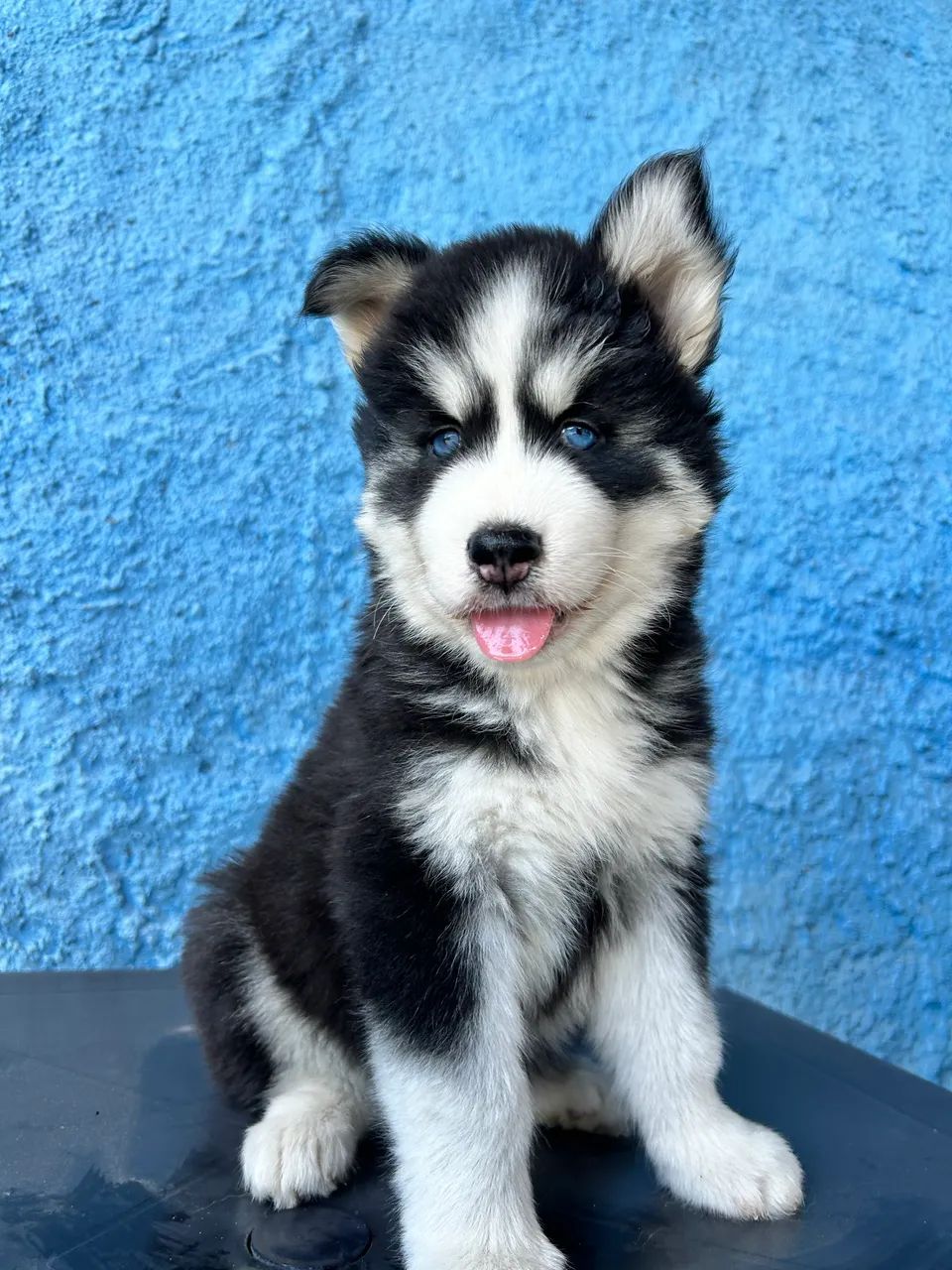 Husky siberiano wooly - Foto 3